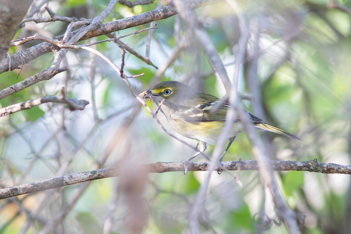 hvitøyevireo - ML642415179