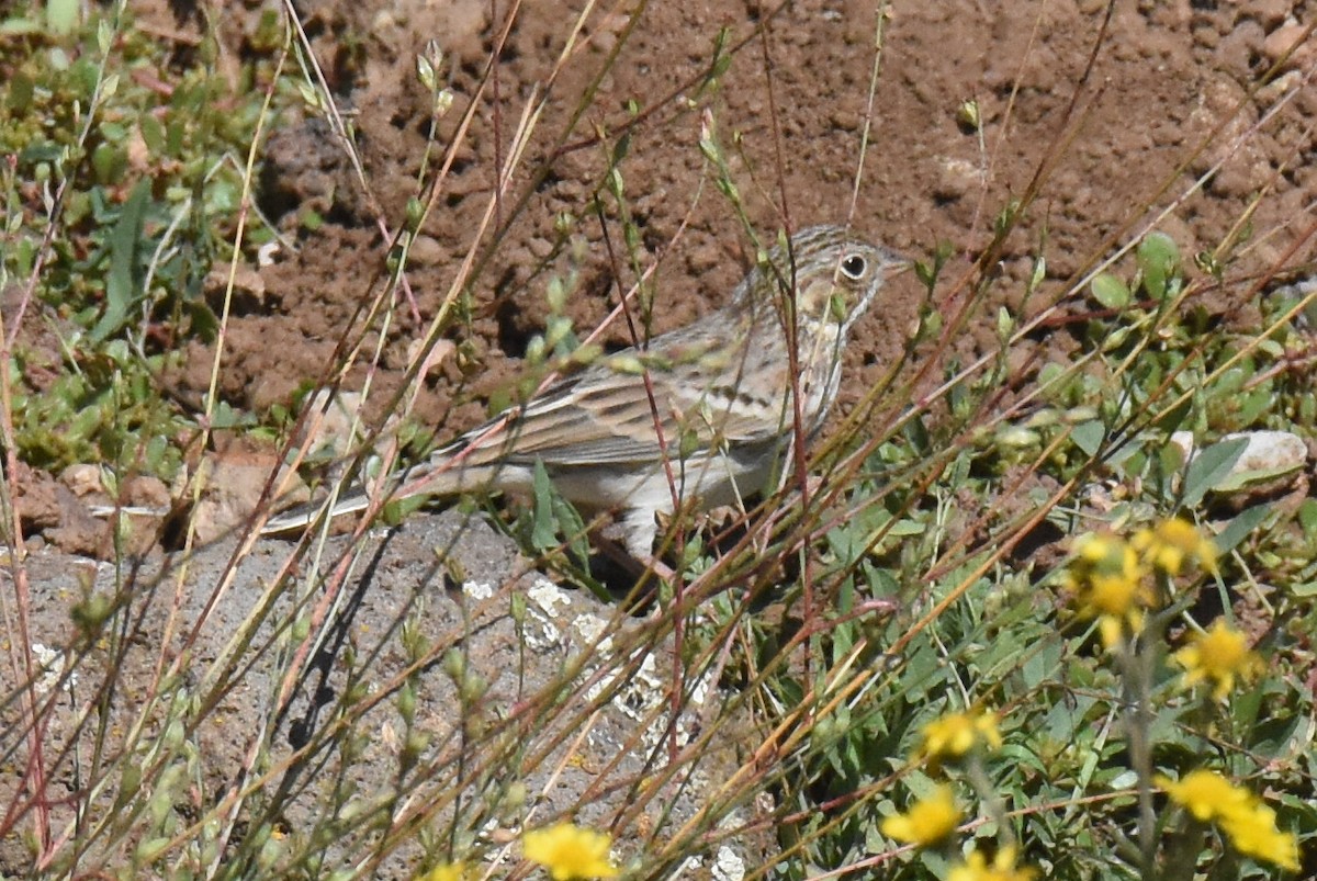 Пасовник польовий - ML642415197