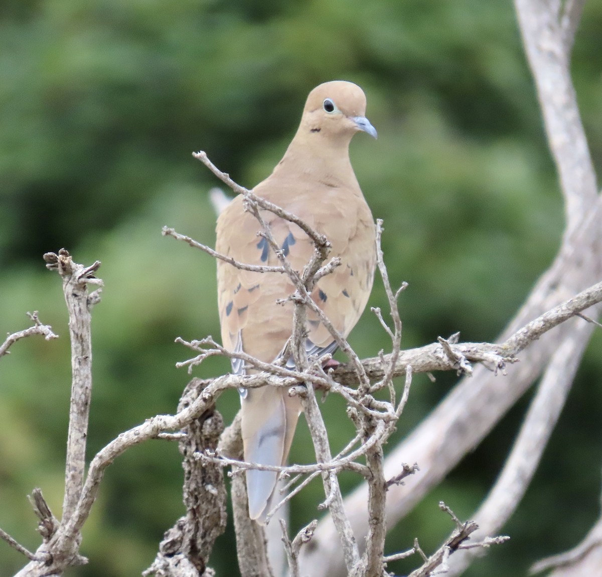 Mourning Dove - ML642415203