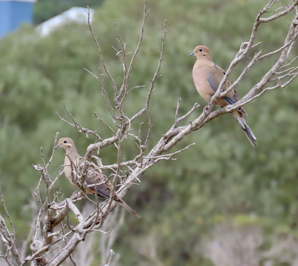Mourning Dove - ML642415204