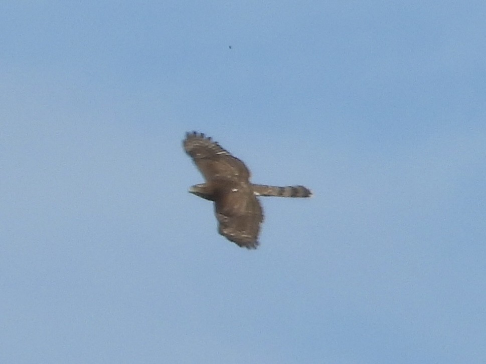 Cooper's Hawk - ML642415223