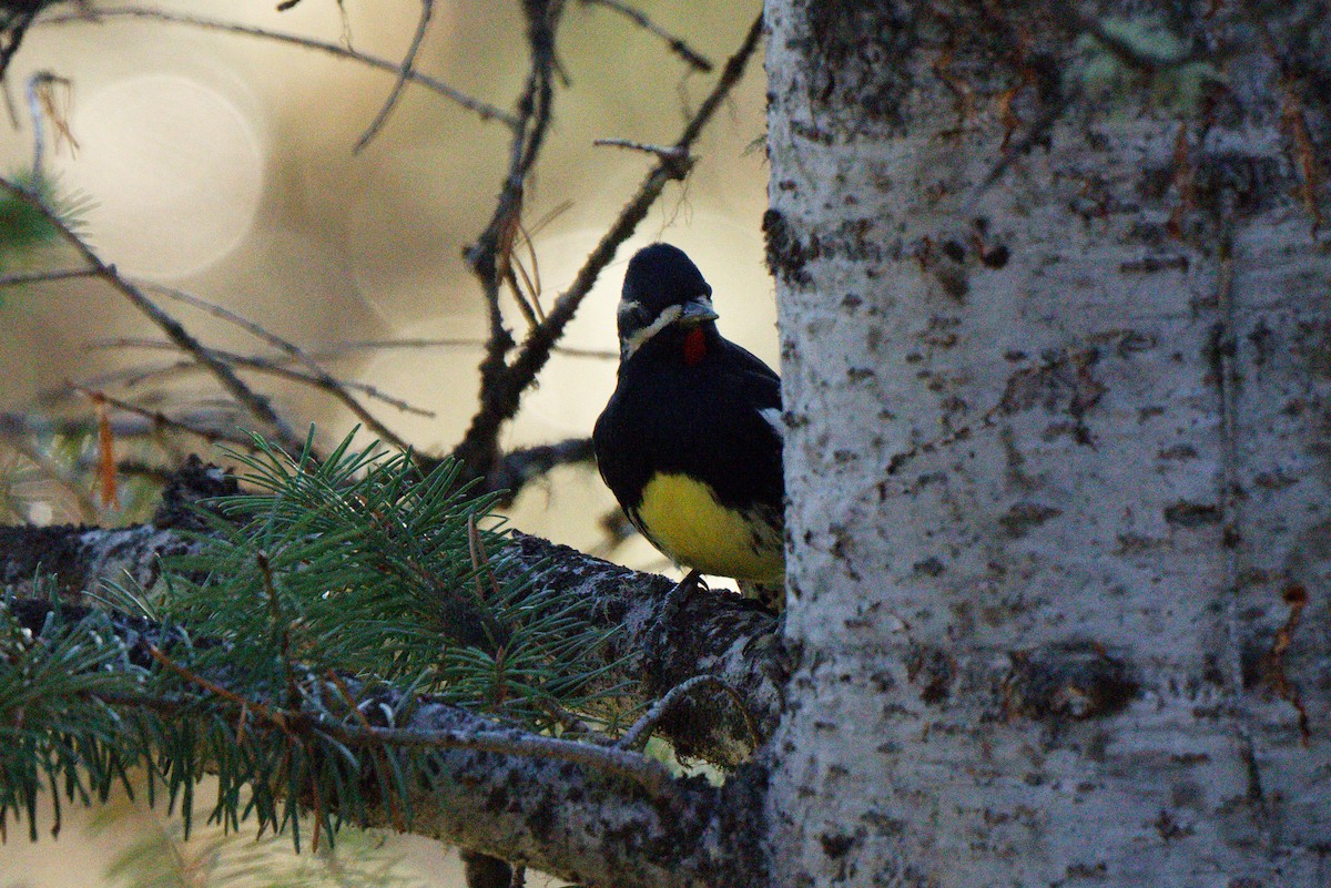 Williamson's Sapsucker - ML642415226