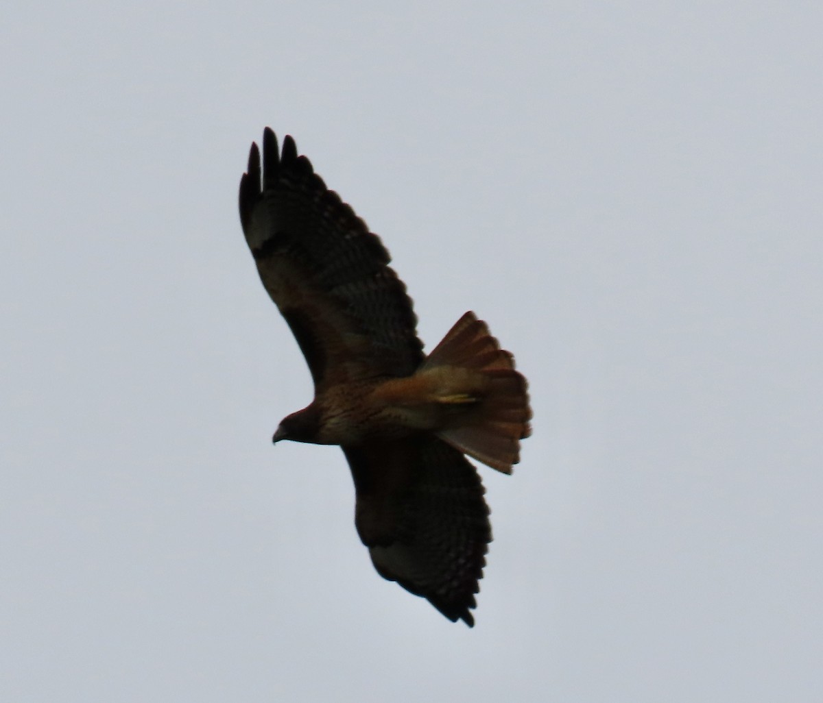Red-tailed Hawk - ML642415228