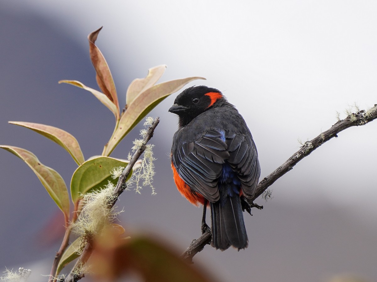 Scarlet-bellied Mountain Tanager - ML642415232