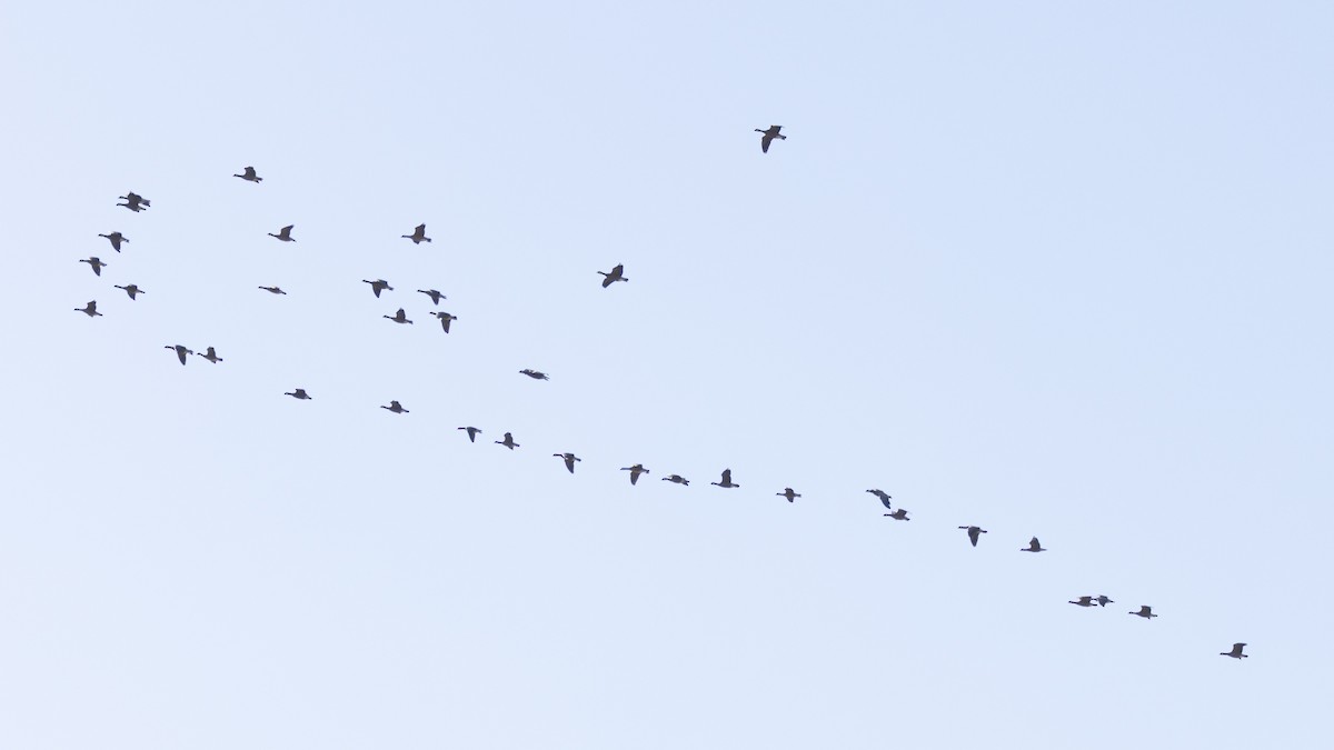 Cackling Goose - ML642415233