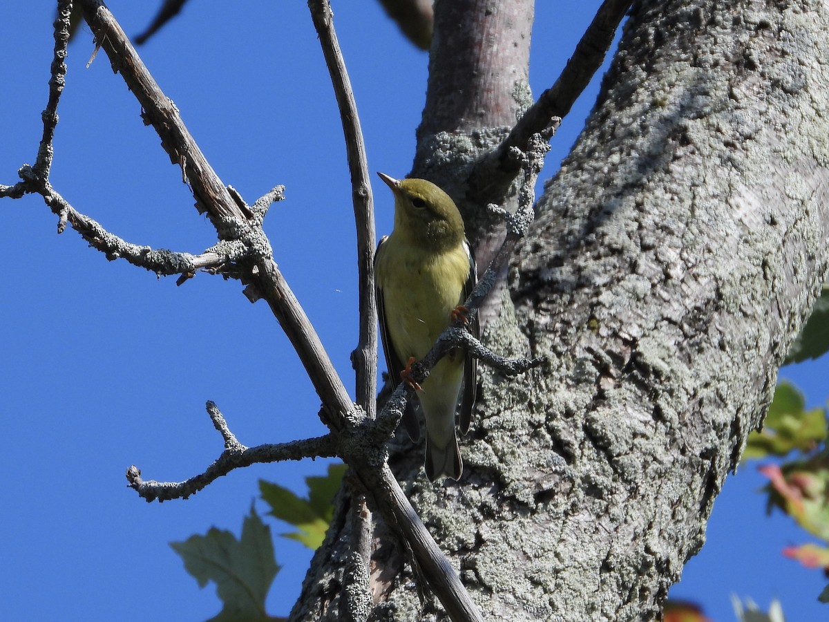 Blackpoll Warbler - ML642415238
