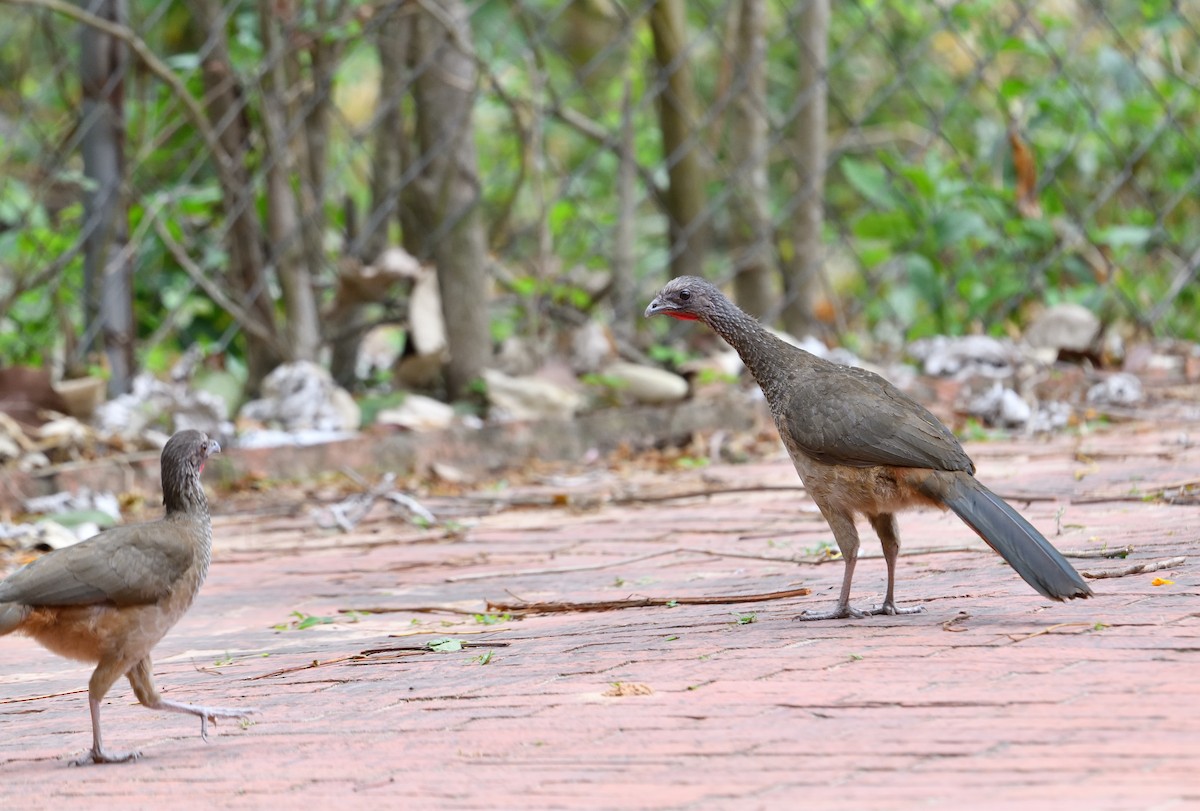 Speckled Chachalaca (Speckled) - ML642415257