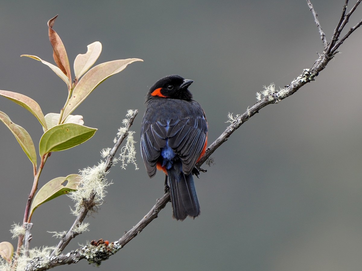 Scarlet-bellied Mountain Tanager - ML642415258