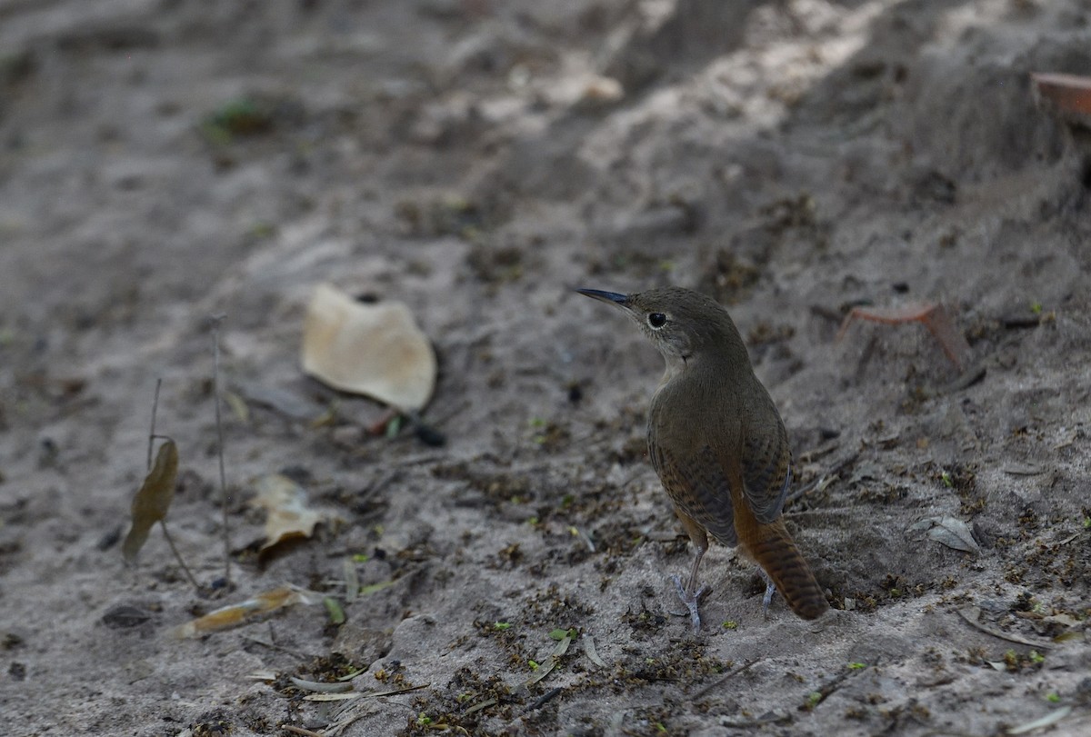 střízlík jižní - ML642415262