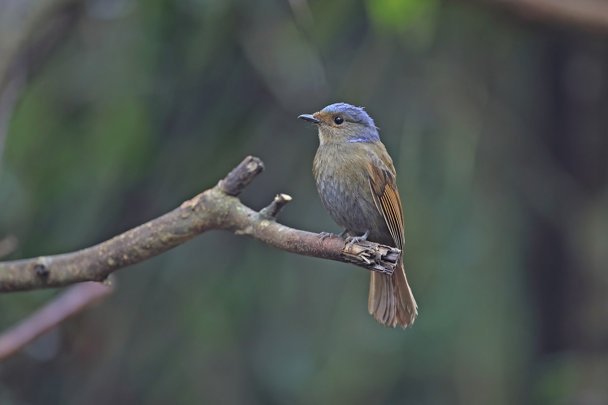 Large Niltava - ML642415269