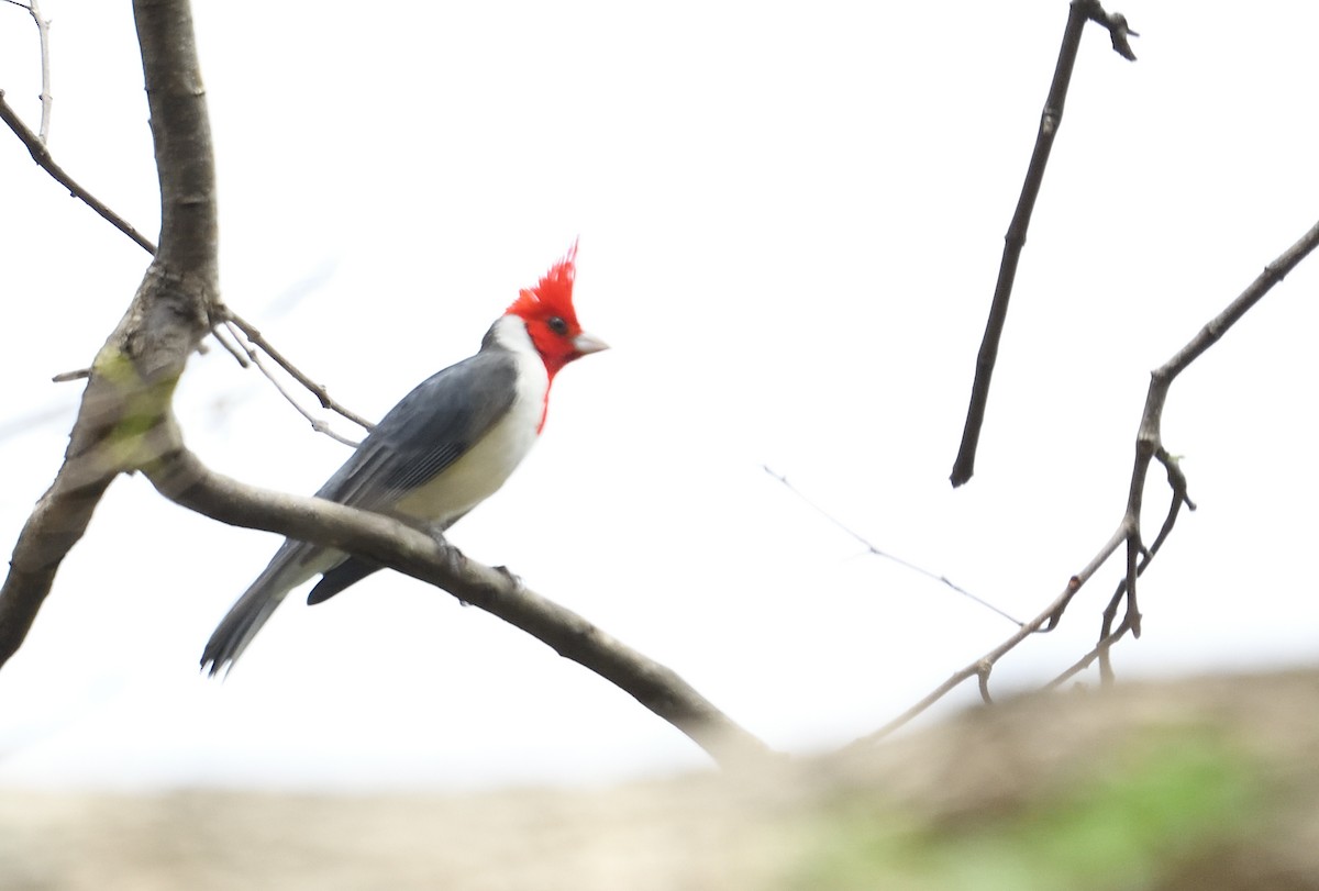Red-crested Cardinal - ML642415279