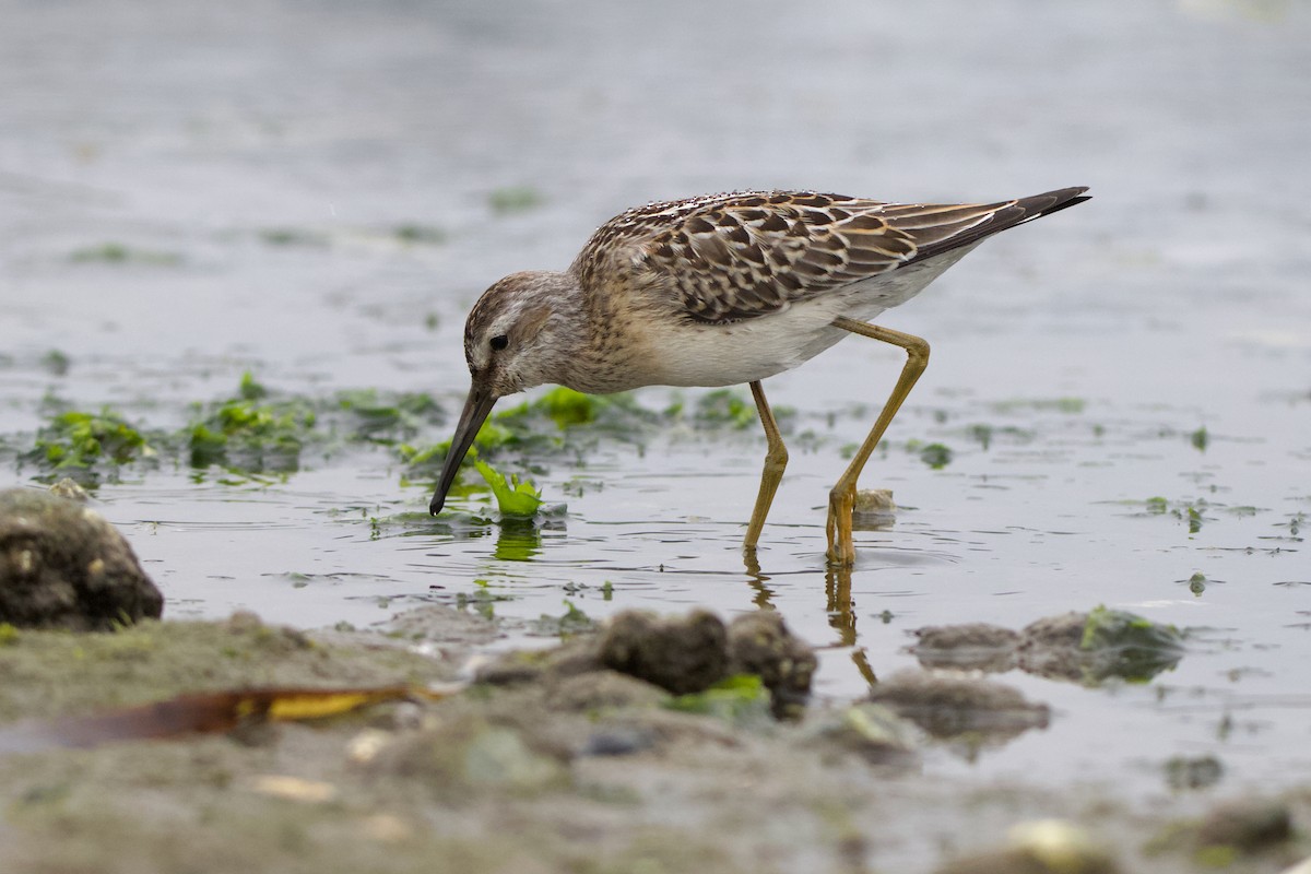 styltesnipe - ML642415290