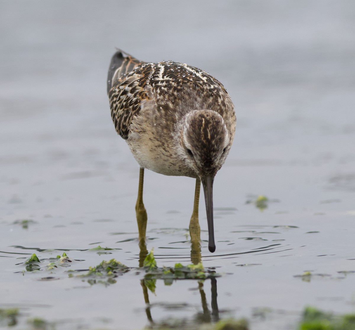 styltesnipe - ML642415291