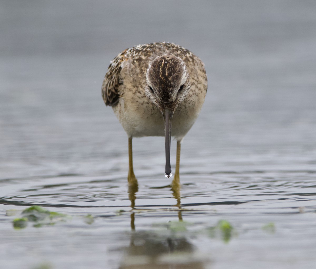 styltesnipe - ML642415292
