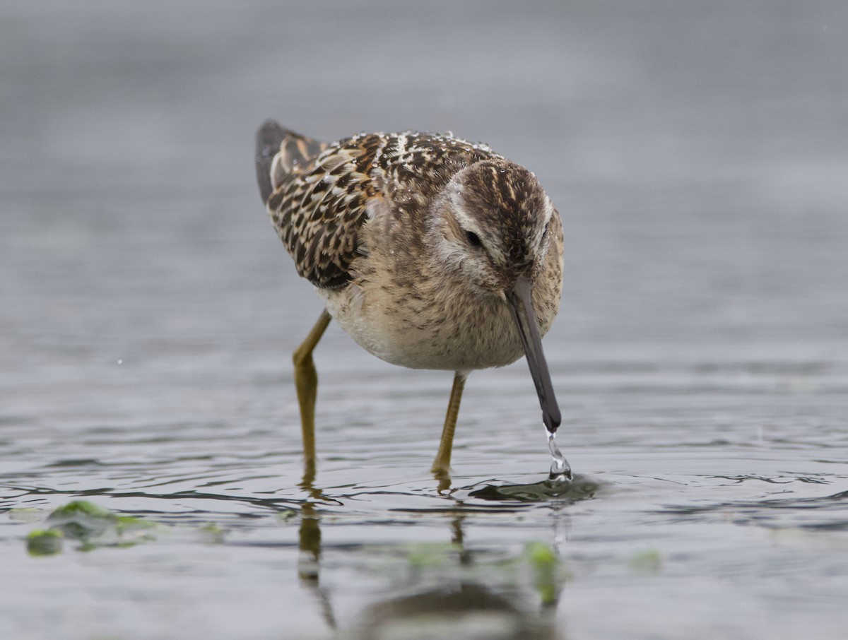 styltesnipe - ML642415293