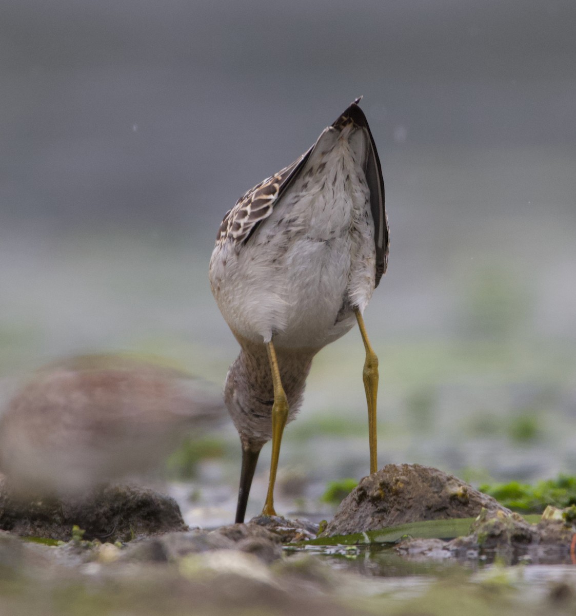 styltesnipe - ML642415294