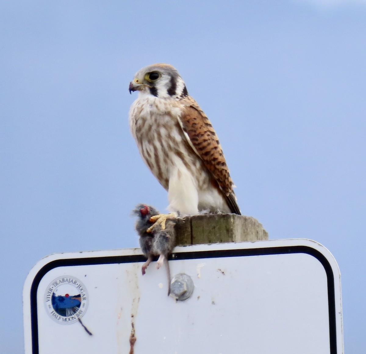 American Kestrel - ML642415295
