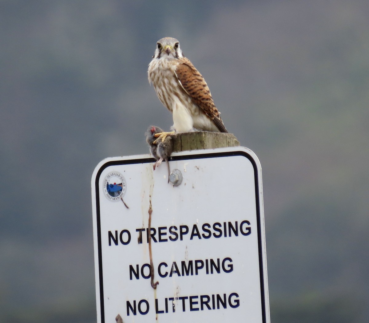 American Kestrel - ML642415296