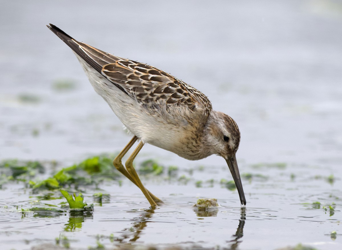styltesnipe - ML642415297