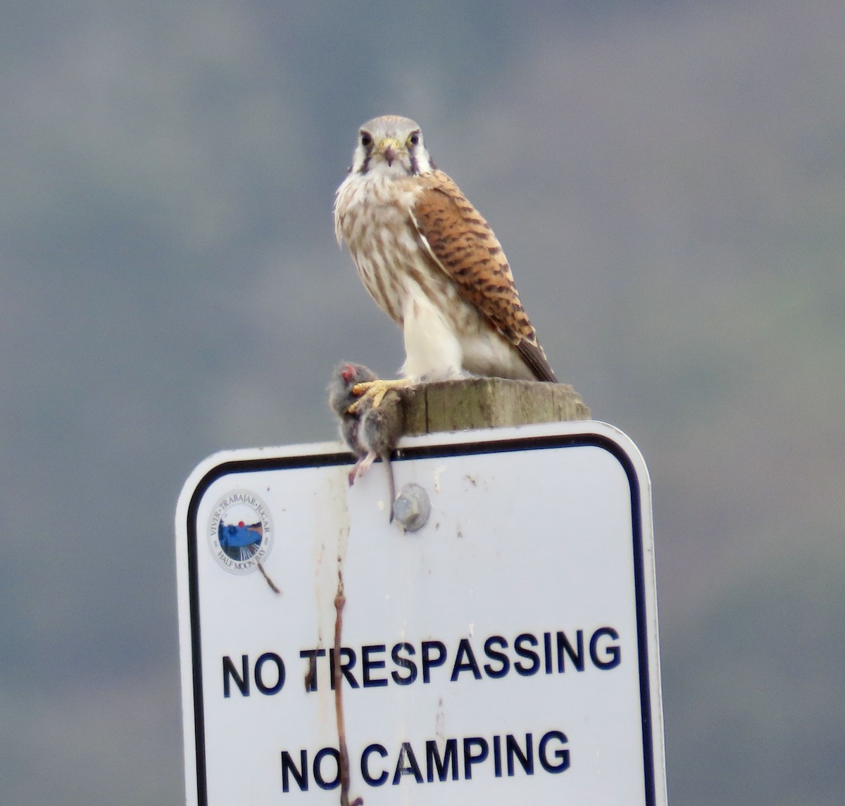American Kestrel - ML642415298
