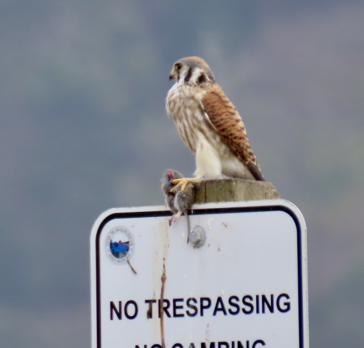 American Kestrel - ML642415299