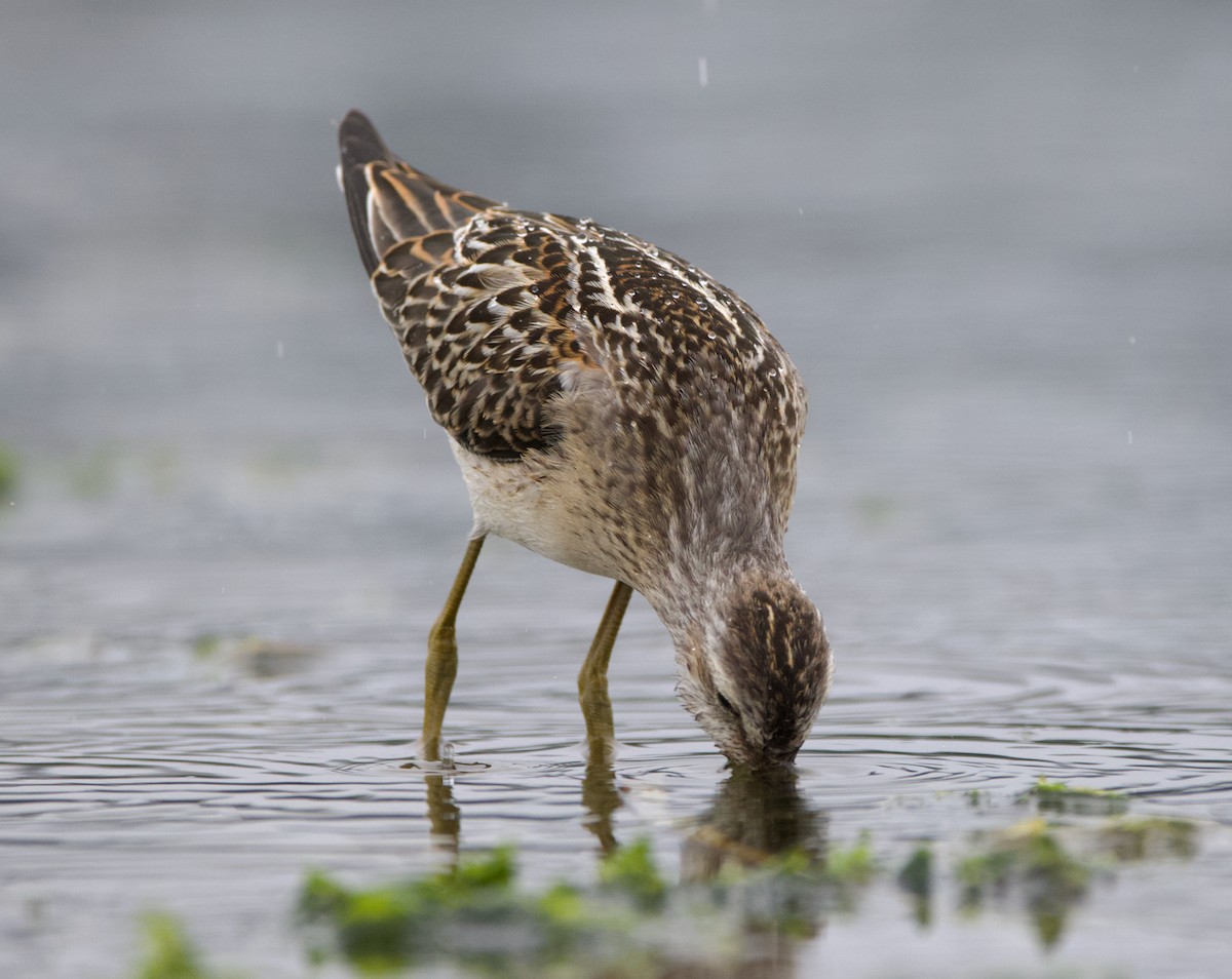 styltesnipe - ML642415302
