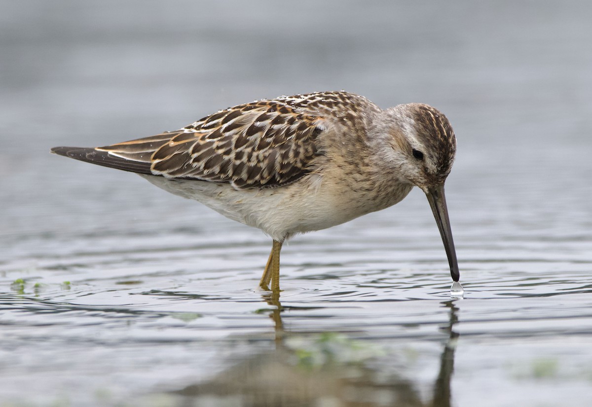 styltesnipe - ML642415303