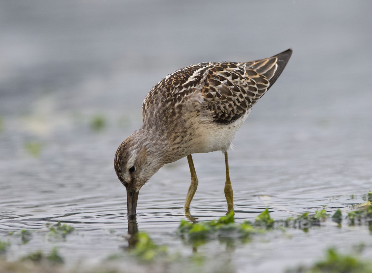 styltesnipe - ML642415304