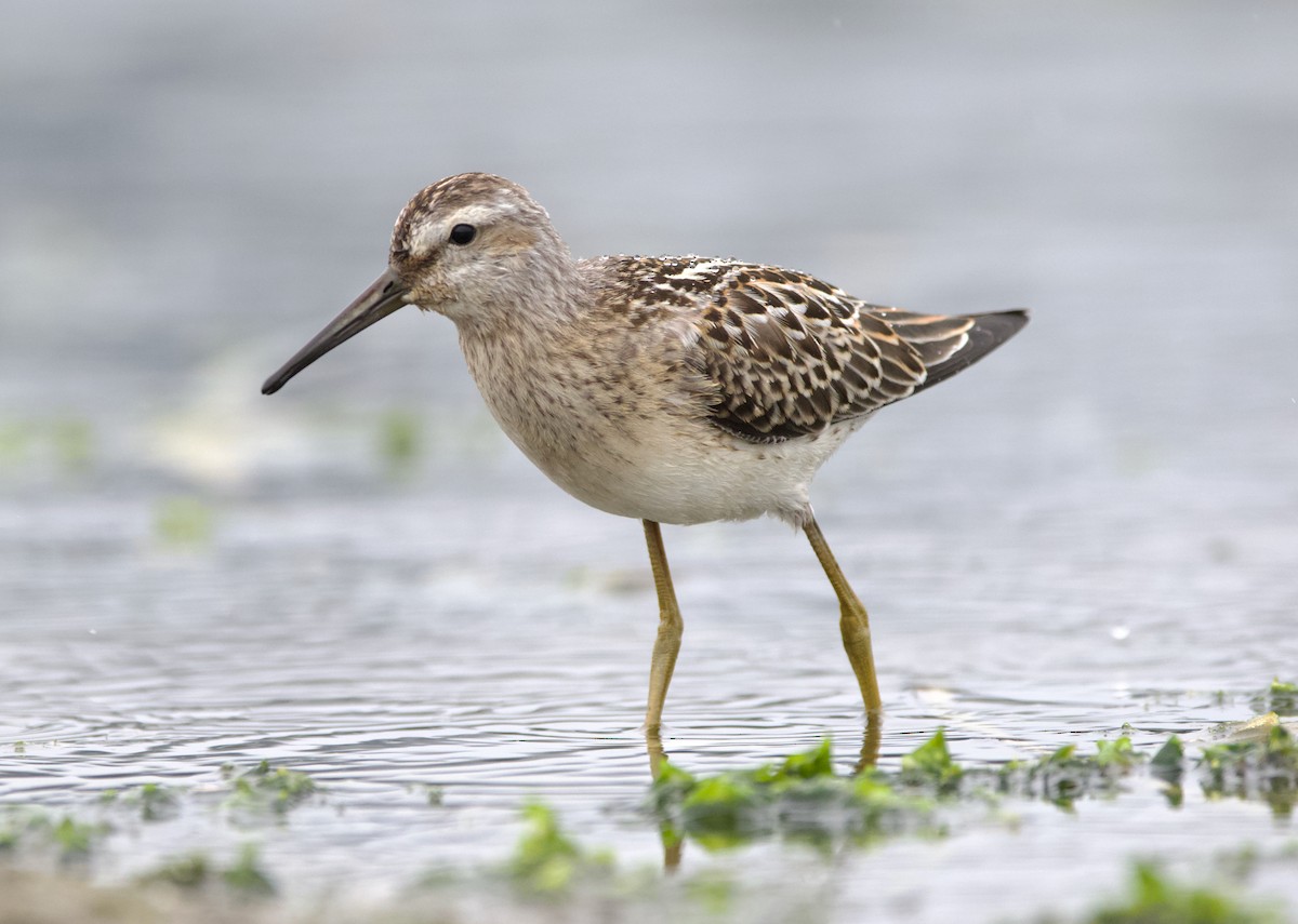 styltesnipe - ML642415305