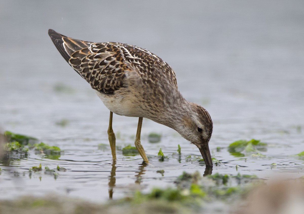 styltesnipe - ML642415306