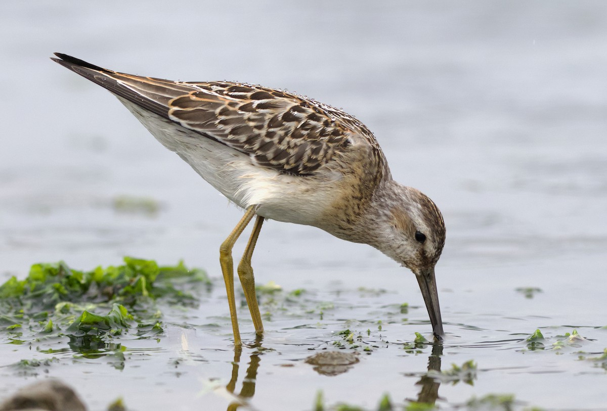 styltesnipe - ML642415307