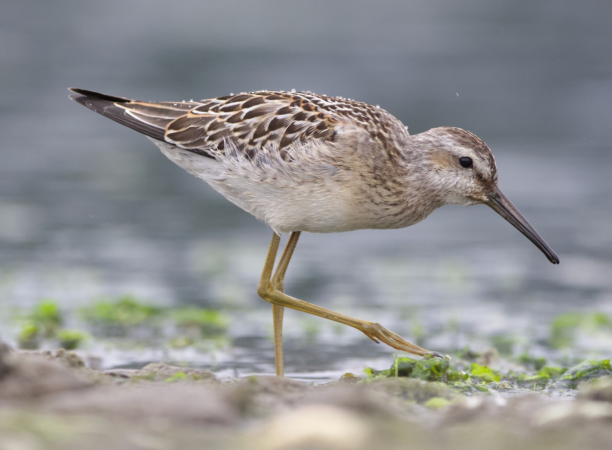 styltesnipe - ML642415308