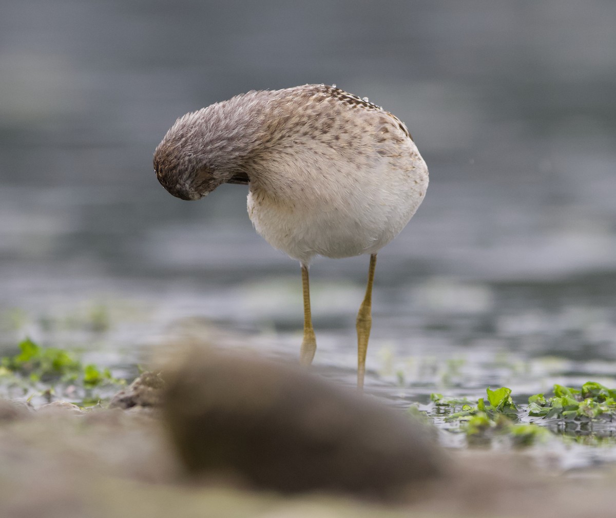 styltesnipe - ML642415310