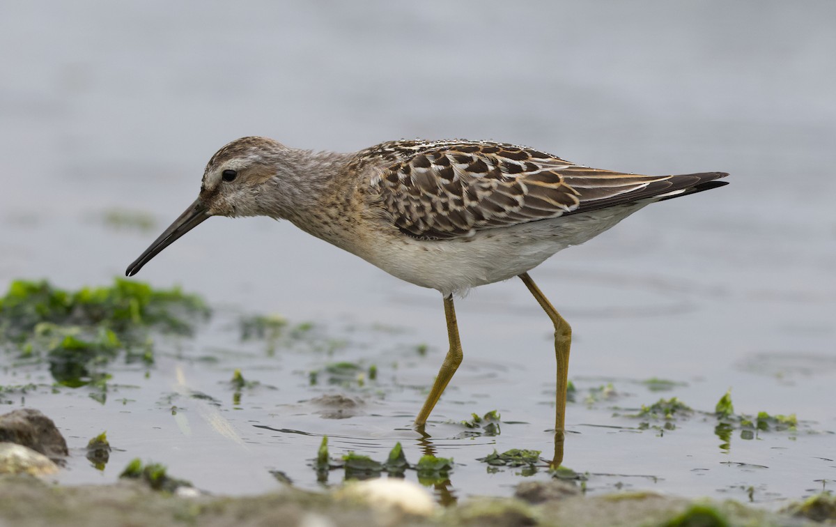 styltesnipe - ML642415311