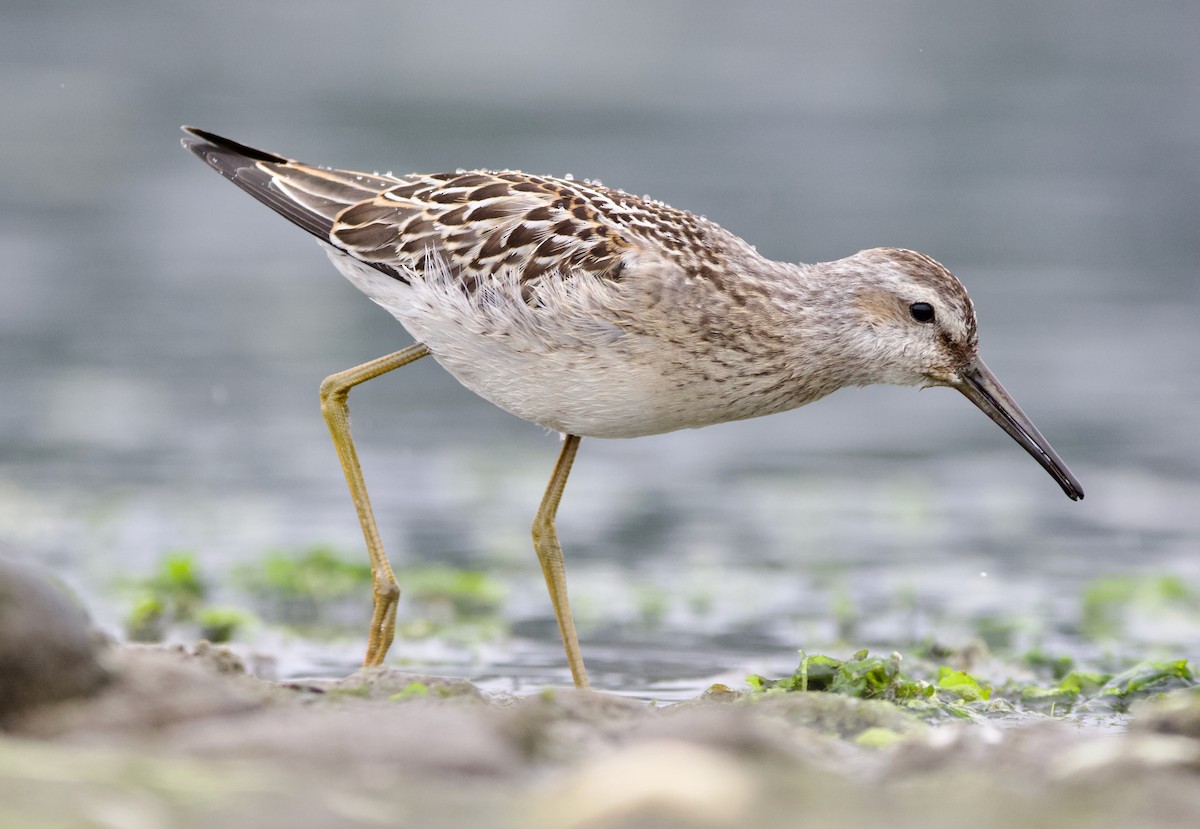 styltesnipe - ML642415312