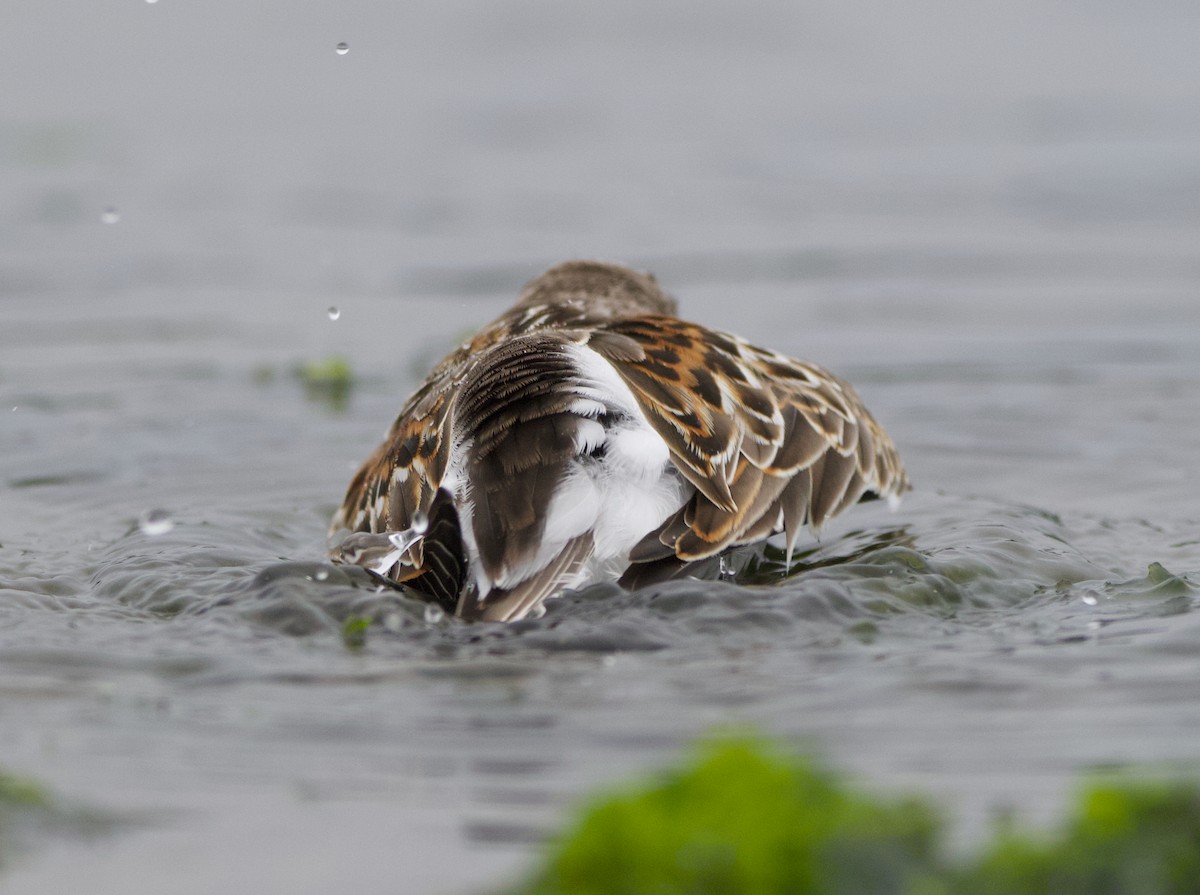 beringsnipe - ML642415314