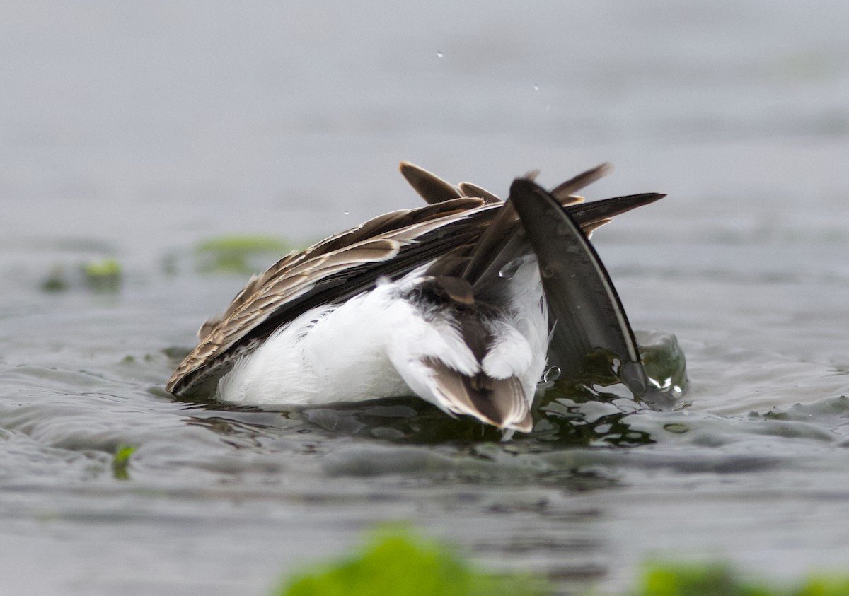 beringsnipe - ML642415315