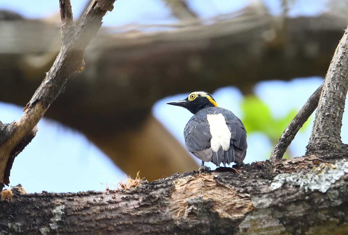 datel žlutooký - ML642415316