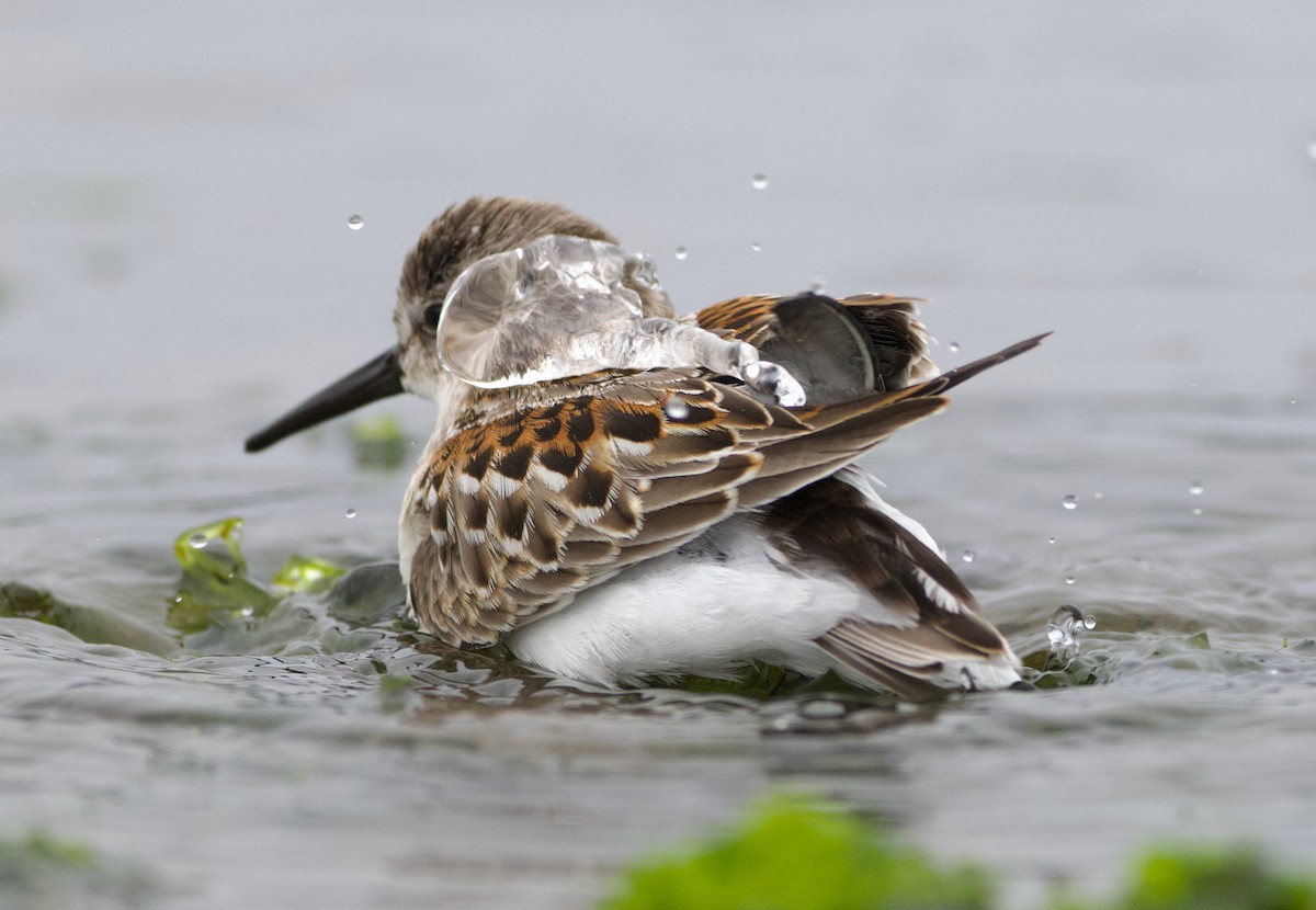 beringsnipe - ML642415317