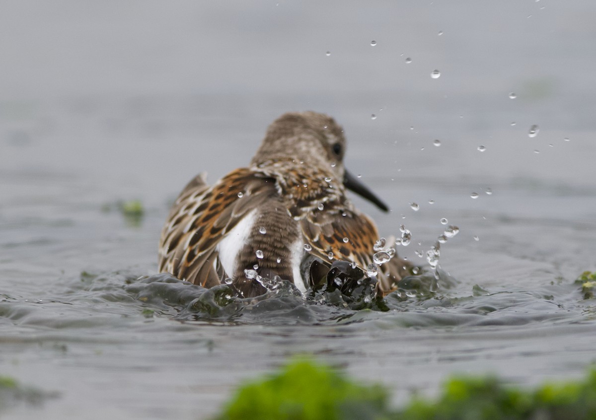 beringsnipe - ML642415318