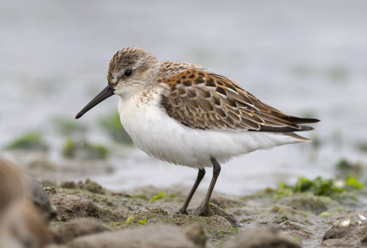 beringsnipe - ML642415319