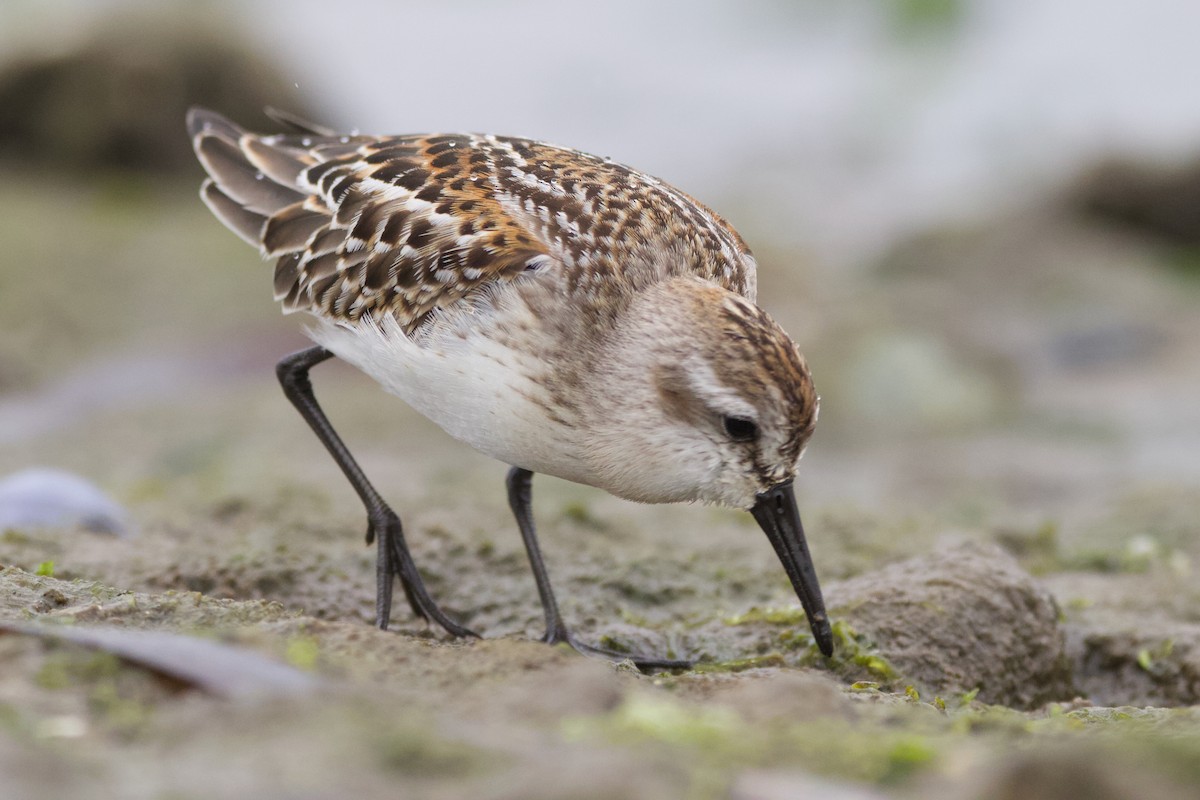 beringsnipe - ML642415320