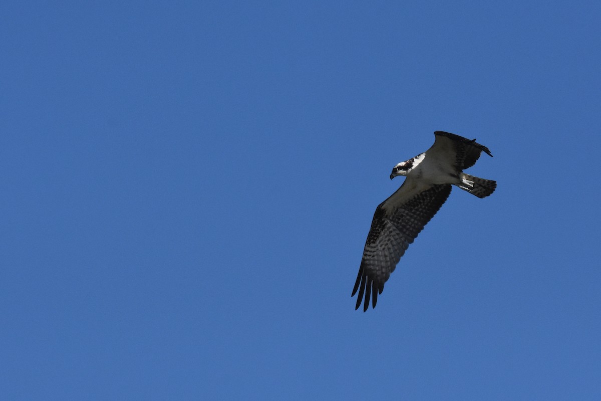 Osprey - ML642415322