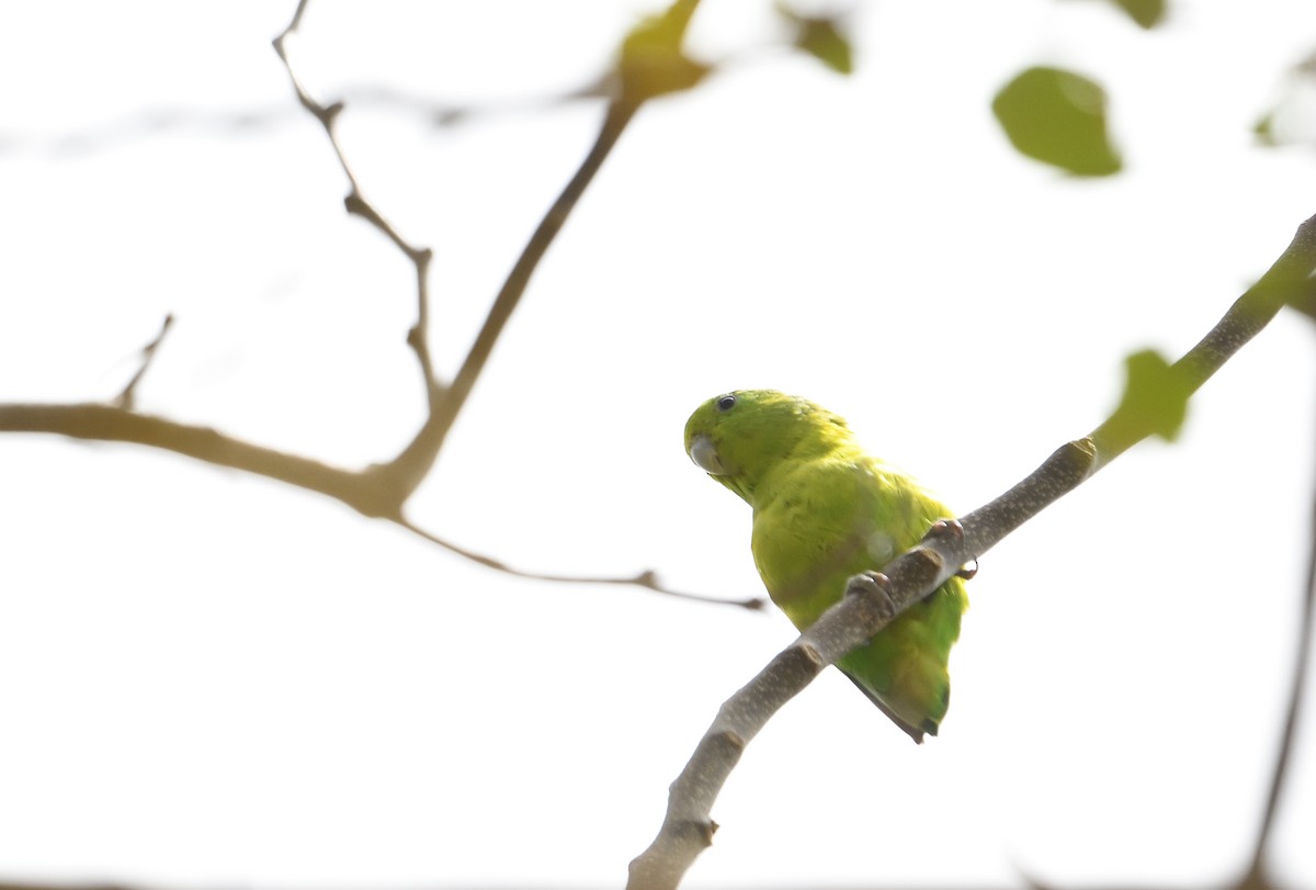 papoušíček modrokřídlý - ML642415323