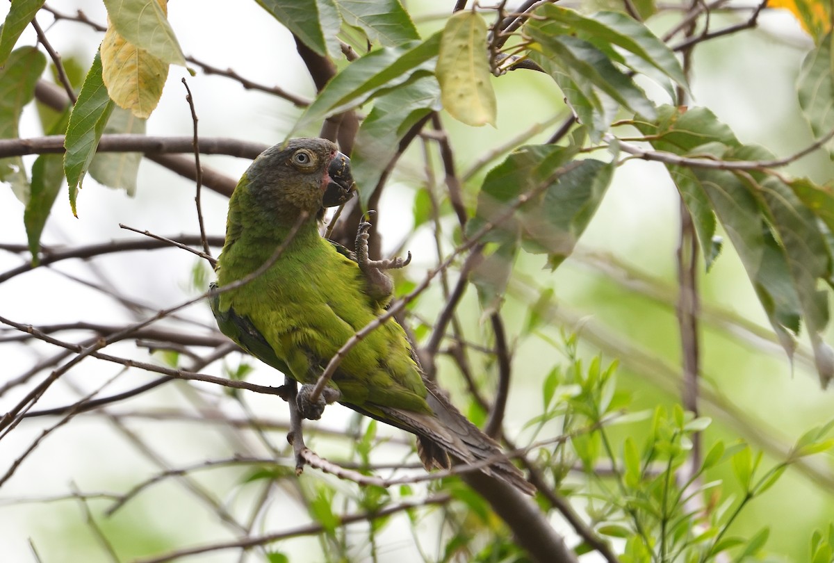aratinga tmavohlavý - ML642415328