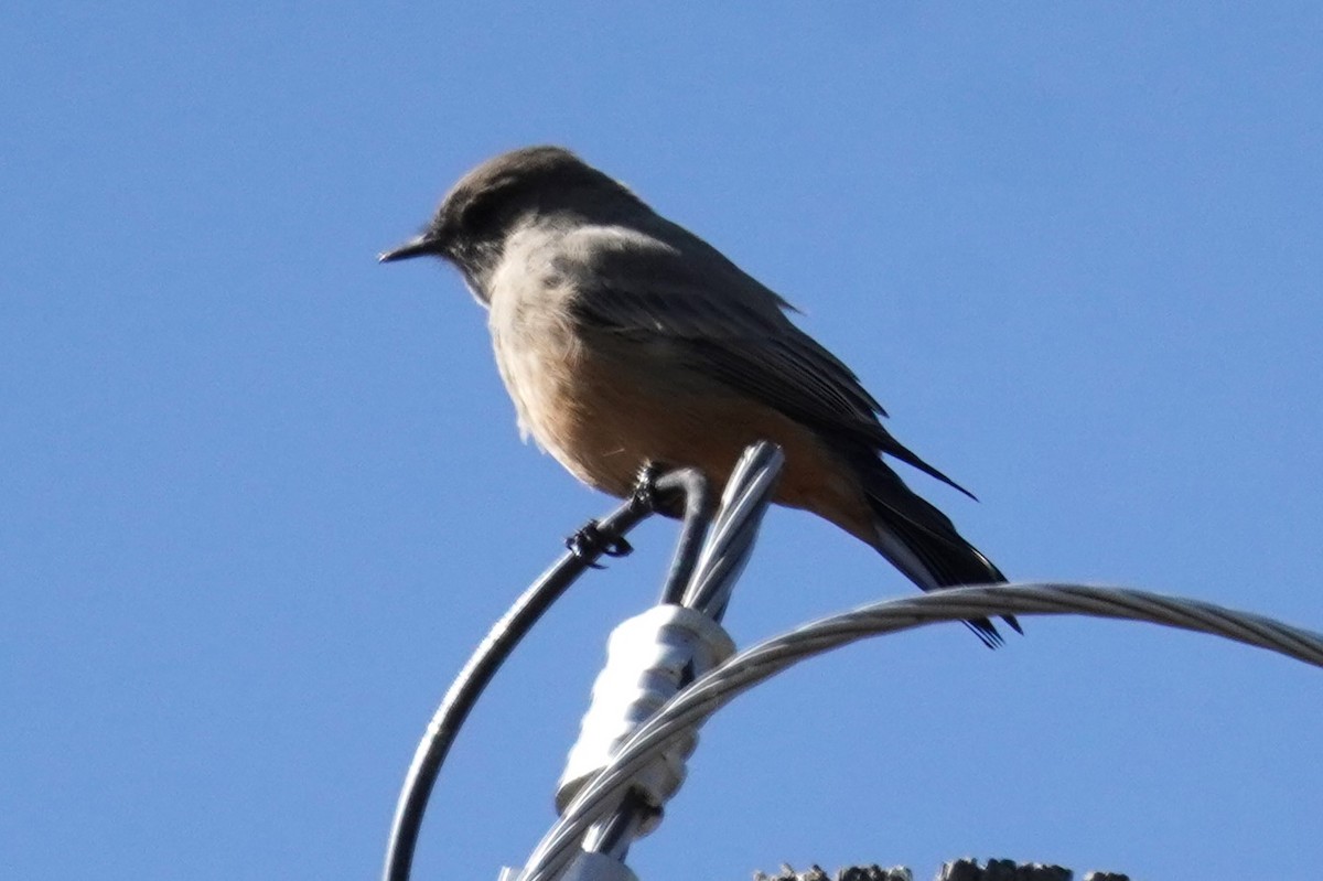Say's Phoebe - ML642415329