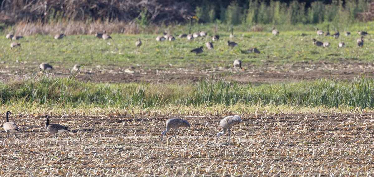 Sandhill Crane - ML642415382