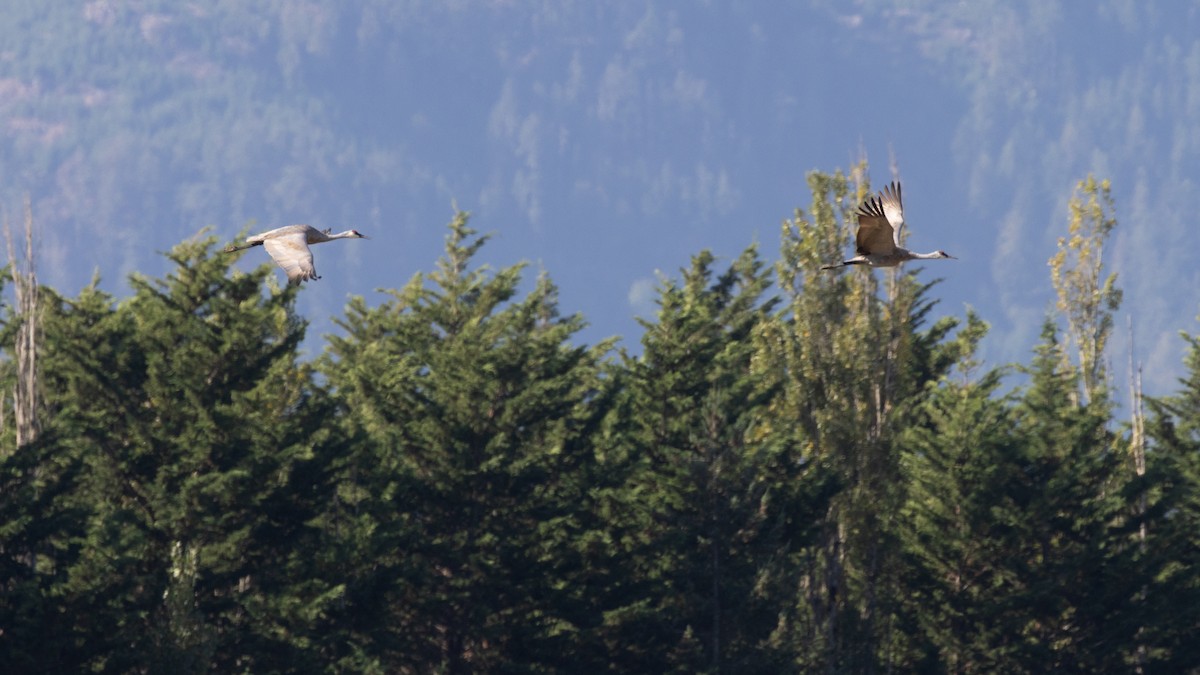 Sandhill Crane - ML642415383