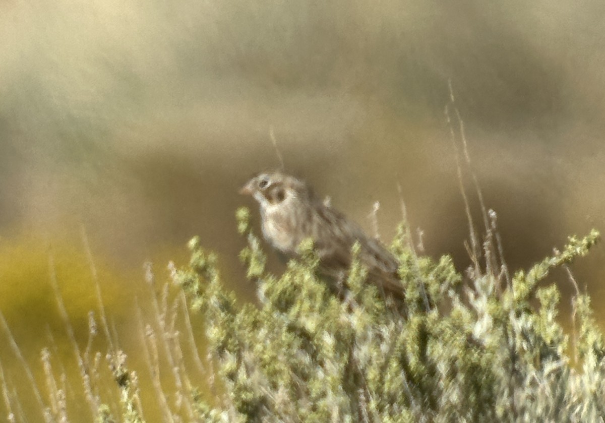 Vesper Sparrow - ML642415391