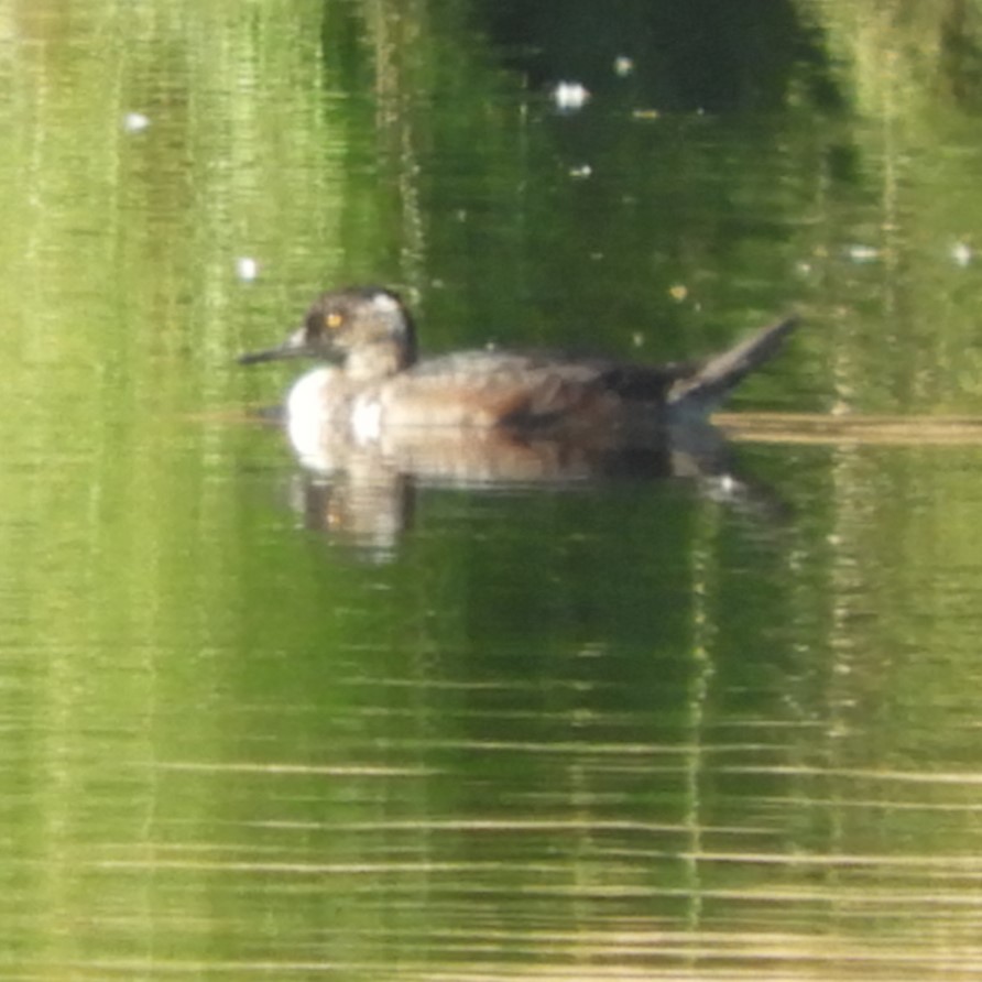 Hooded Merganser - ML642415398